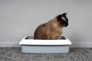 A Siamese cat sits inside a gray litter box with a white rim, against a plain gray wall, on a soft gray carpet.