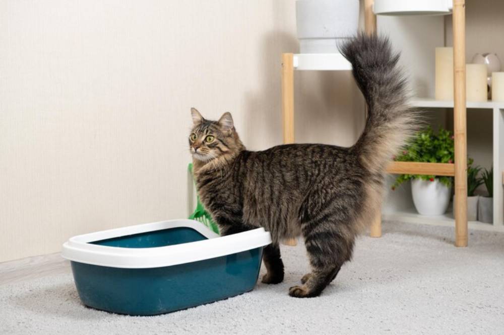 A curious tabby cat stands beside a clean litter box in a cozy room with plants and soft decor, looking back at the camera.