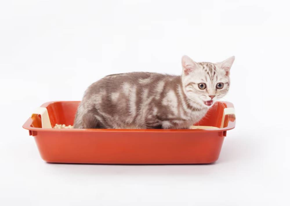 A playful silver tabby kitten sits in an orange litter box, looking curiously at the camera with a slightly open mouth.