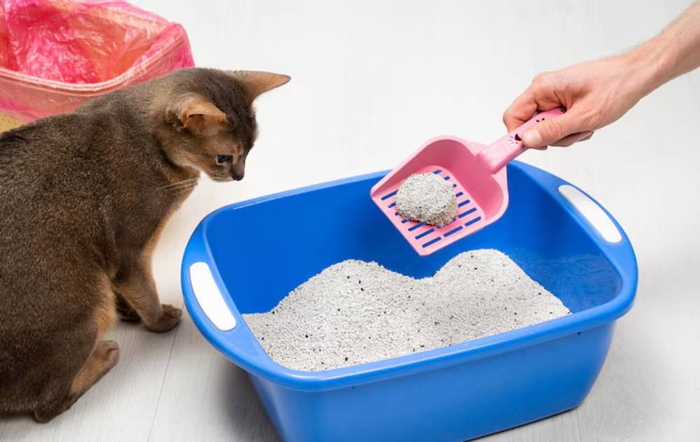 A hand holds a pink litter scoop above a blue litter box, while a curious cat watches nearby.