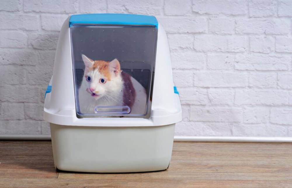A curious orange and white cat peeks out from inside a modern litter box with a transparent door, set against a brick wall.