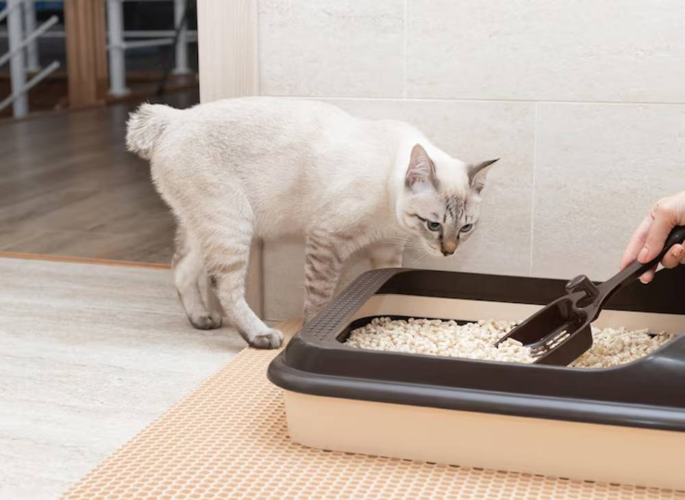A light-colored cat curiously approaches a litter box while a hand uses a scoop to clean it. A tidy home setting is visible in the background.