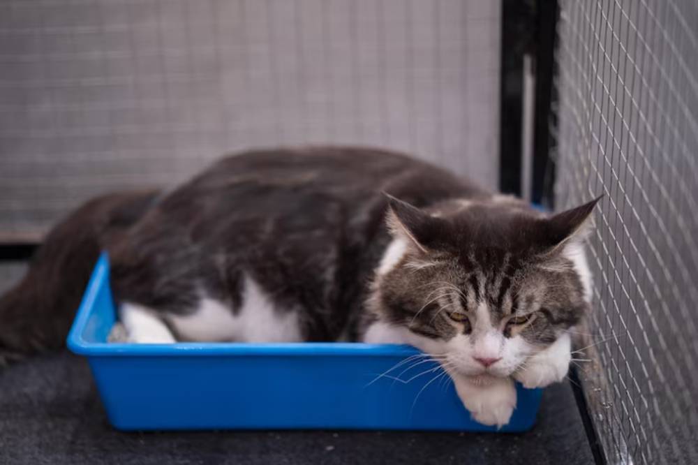A fluffy gray and white cat rests lazily in a blue litter box, with its front paws hanging over the edge, inside a wire enclosure.