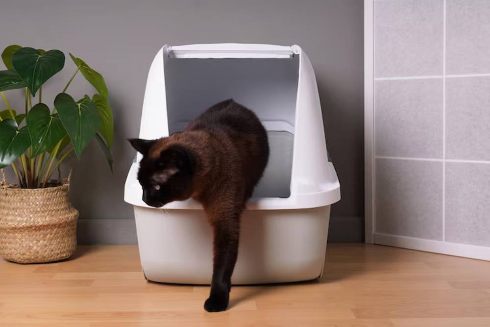 A brown cat exits a clean, white litter box in a modern indoor setting, next to a green plant in a woven basket.