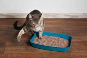 A gray tabby cat stands near a blue litter box filled with litter on a wooden floor, curiously pawing at it.