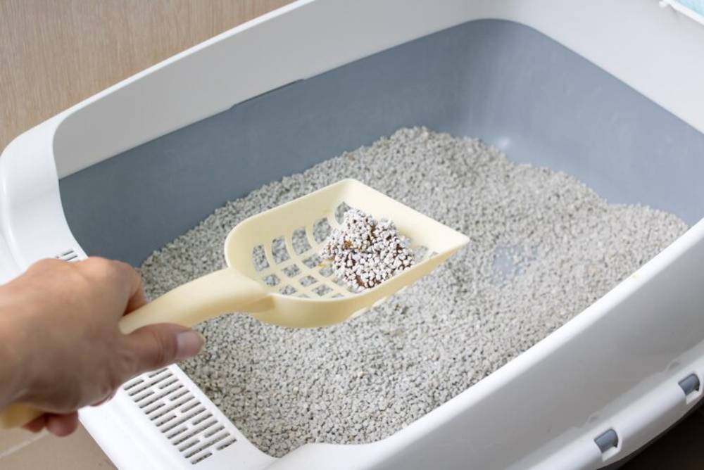 A hand holding a beige litter scoop above a cat litter box, filled with gray granules and a few clumps of used litter.