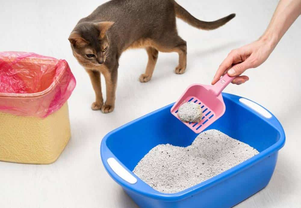 A hand holding a pink scoop removes litter from a blue cat litter box, while a brown cat curiously observes nearby.