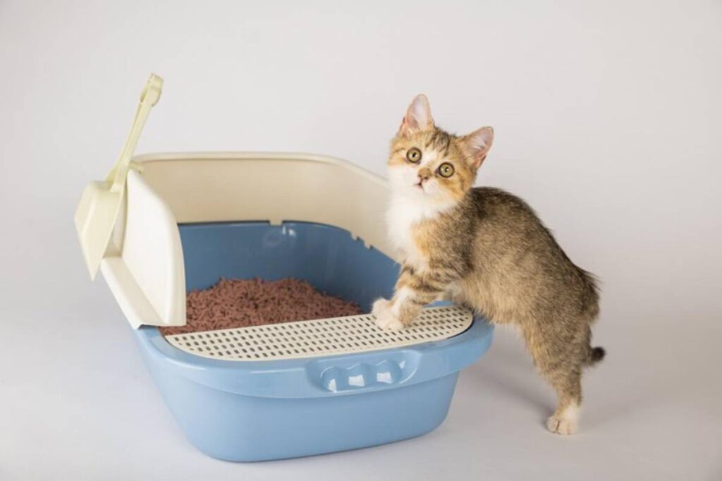 A curious kitten with yellow eyes stands beside a blue litter box, looking up with a playful expression.