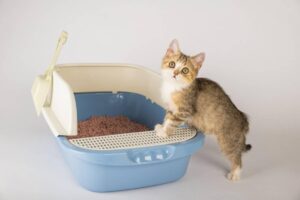 A curious kitten with yellow eyes stands beside a blue litter box, looking up with a playful expression.