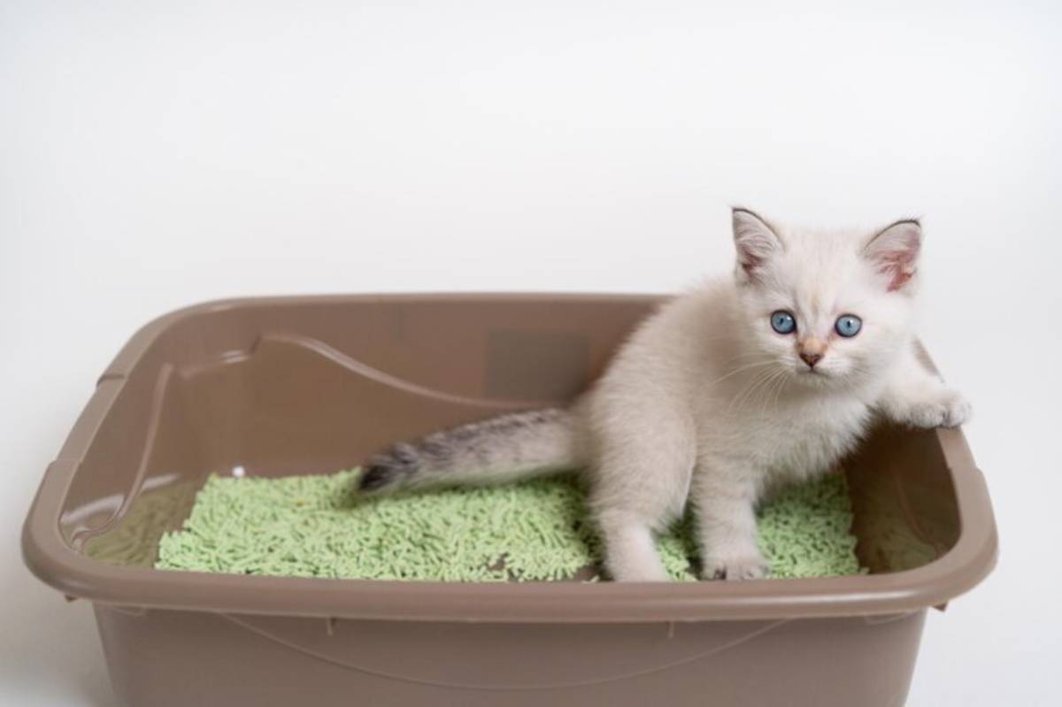 A curious light-colored kitten with blue eyes peeks over the edge of a brown litter box filled with green litter.