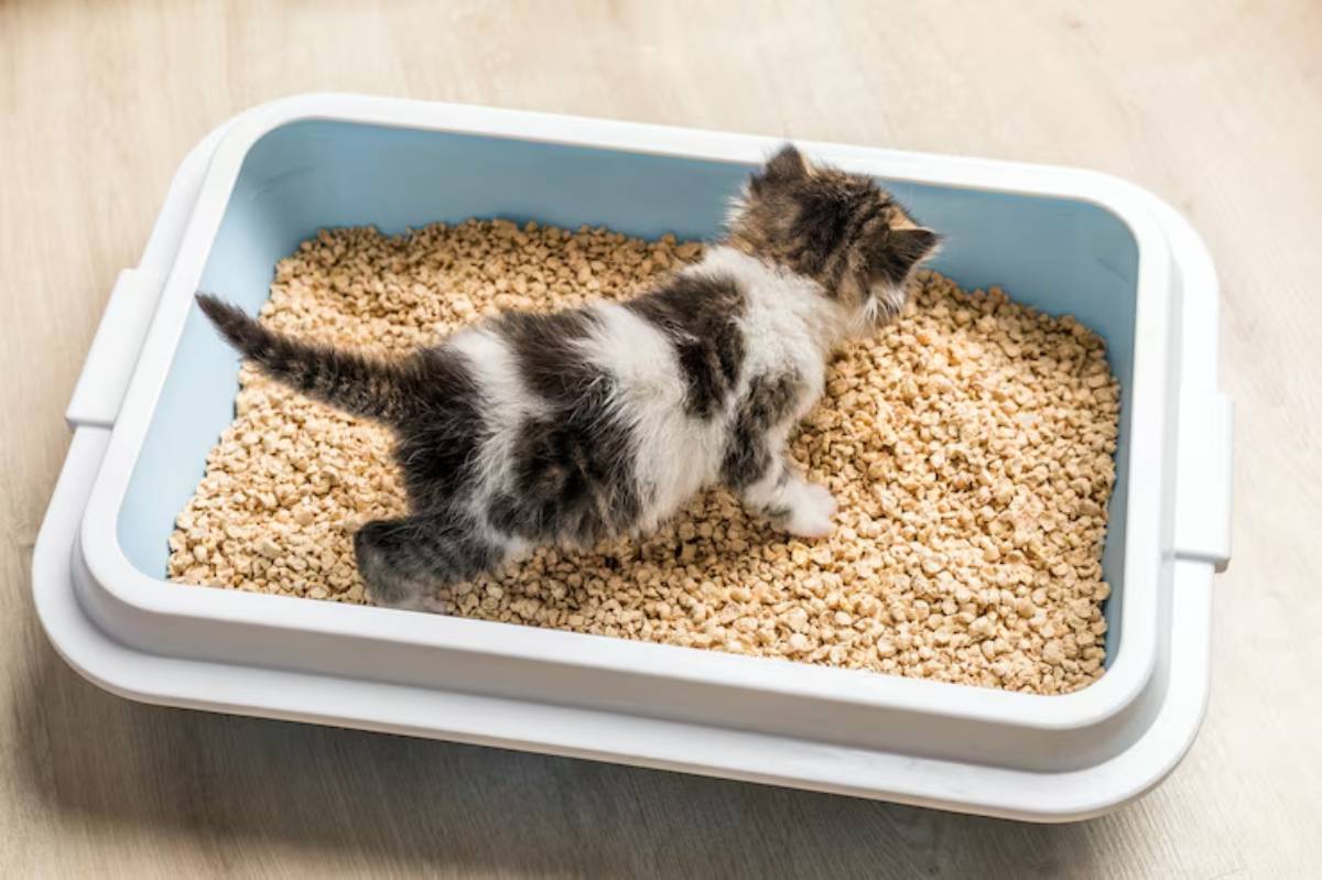 A playful kitten explores a litter box filled with wood pellets, showcasing its curious nature in a cozy indoor setting.
