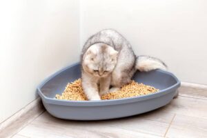 Litter Training Older Cats: Tips and Tricks