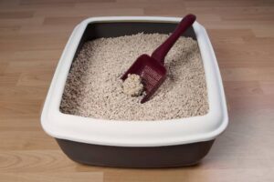 A cat litter box filled with beige litter, featuring a purple scoop partially buried in the litter on a wooden floor.