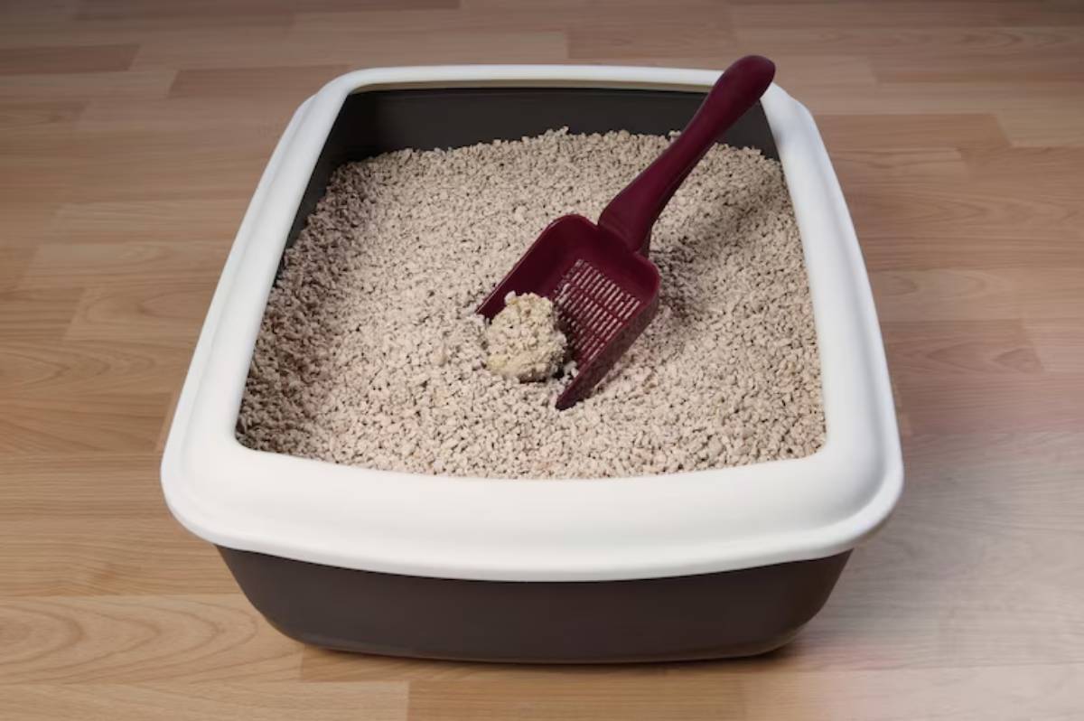 Clumping vs. Non-Clumping Litter: Which is Best?
