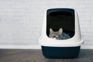 A curious tabby cat peeks out from a modern litter box, set against a white-brick wall and wooden floor.
