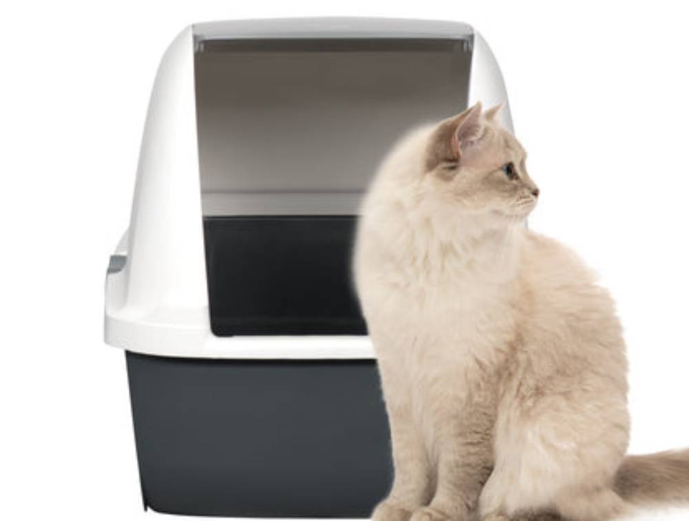A fluffy cream-colored cat sits beside a modern, uncovered litter box, looking attentively to its right.