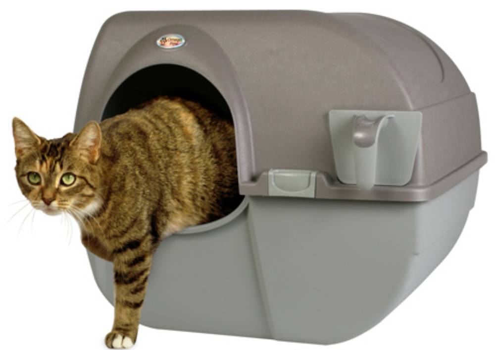 A tabby cat emerges from a covered litter box, showcasing its playful expression and vibrant green eyes.