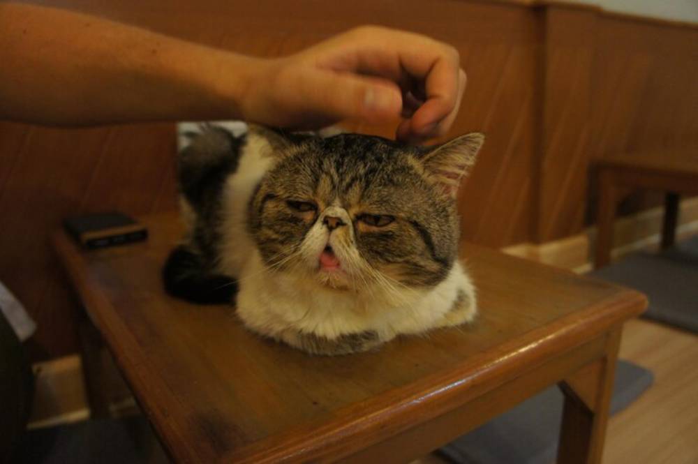 A grey and white cat with a flat face and stressed expression sits on a wooden table, enjoying a gentle scratch from a person's hand.