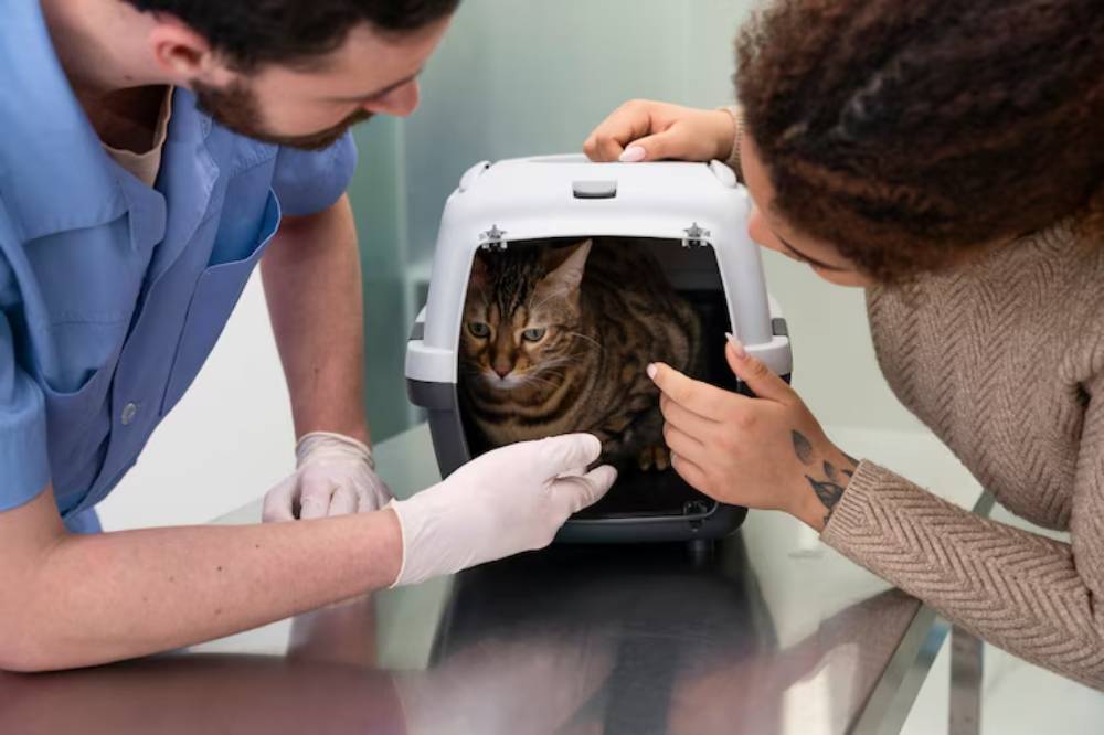 A striped cat is being gently coaxed from a carrier by a veterinarian and a pet owner in a veterinary clinic.