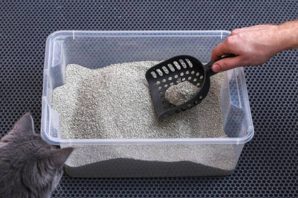 A hand scoops cat litter from a clear container while a gray cat observes nearby.