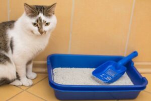 A curious white cat with gray patches sits beside a blue litter box and scoop on a tiled floor.