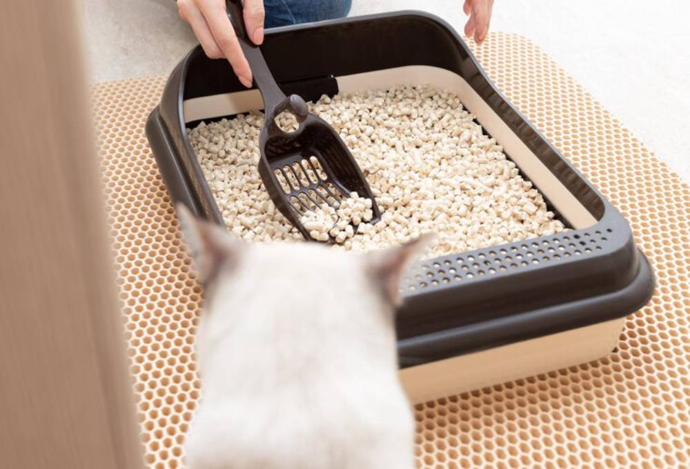 A person using a scoop to clean a cat litter box filled with pellets, while a cat curiously watches from the foreground.