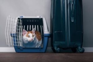 Travelling with Cats: Portable Litter Solutions