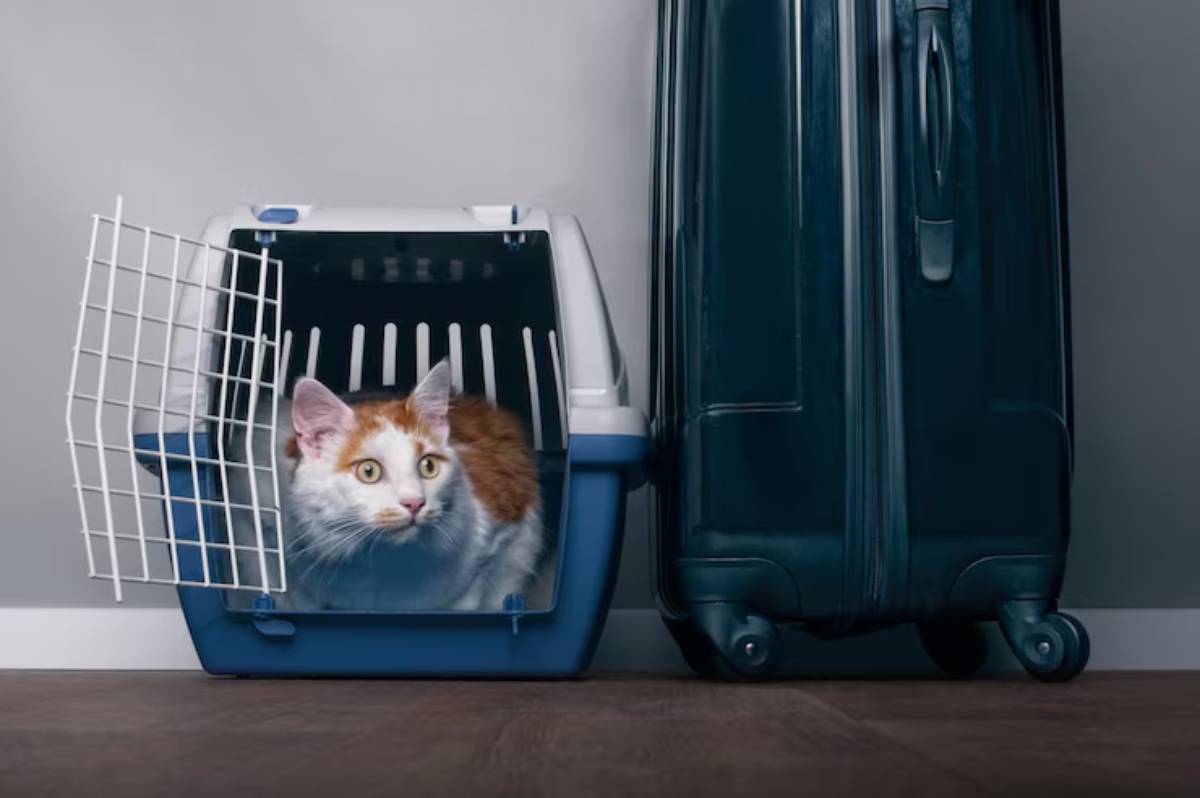 A cat rests in a blue litter box beside a dark green suitcase, set against a neutral wall and wooden floor.