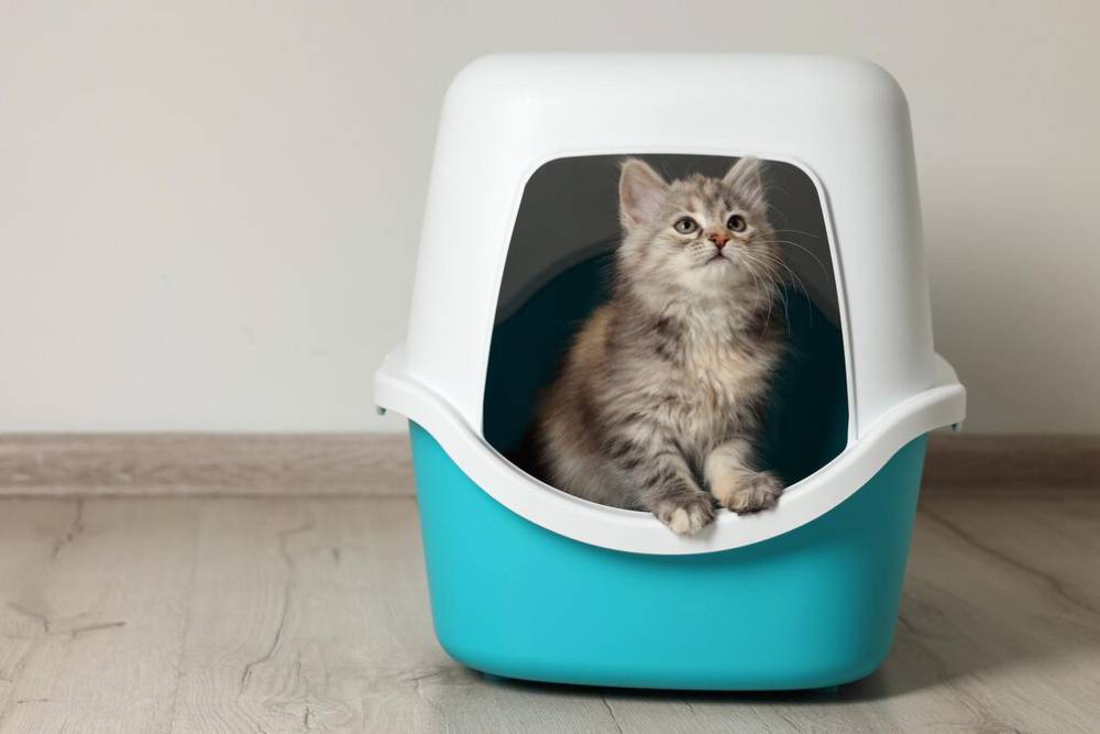 A fluffy gray kitten peeks out from a turquoise litter box, looking curiously upward in a light-colored room.