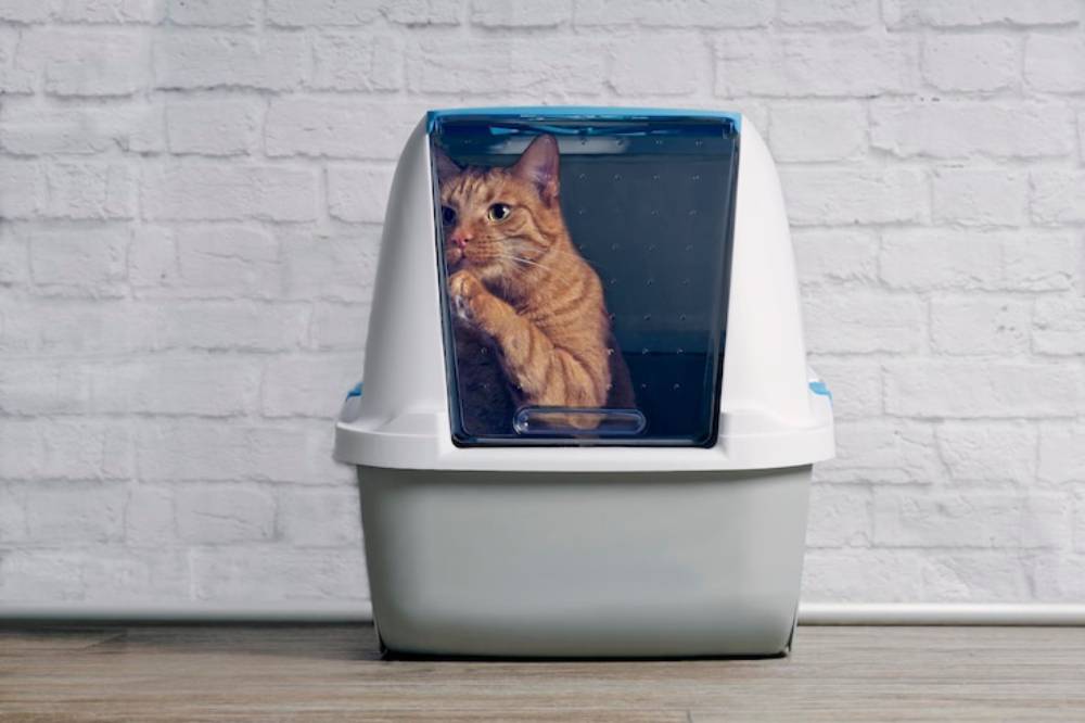 An orange tabby cat peeks out from a covered litter box, with a white and blue design against a textured white wall.