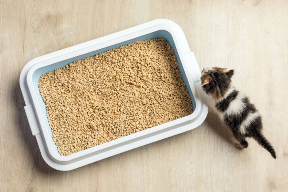 A curious kitten approaches a clean litter box filled with fine litter on a wooden floor.