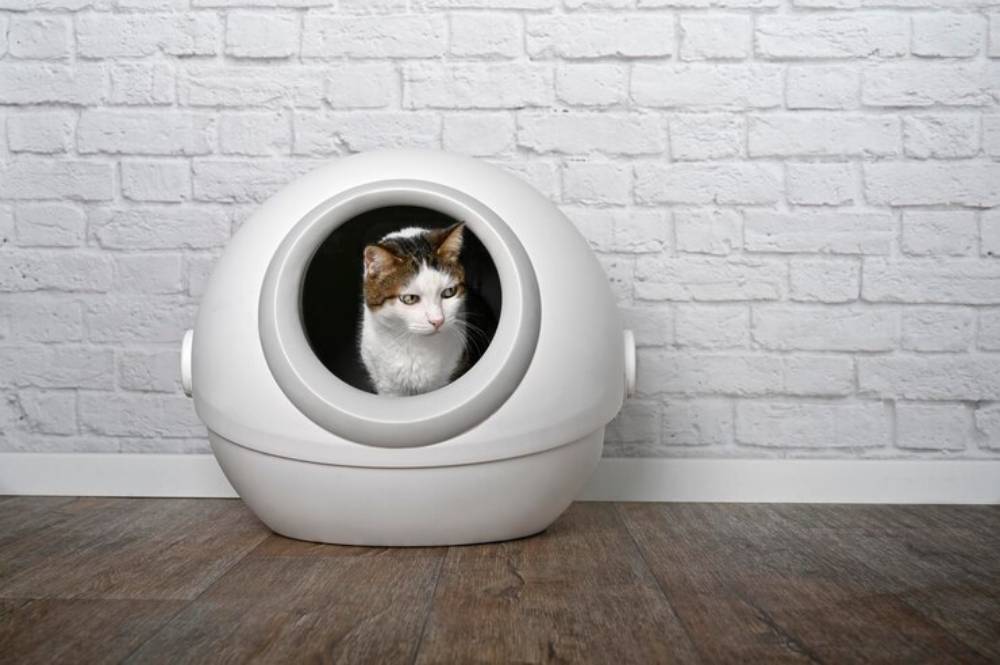 A calico cat peeks out from a modern cat litter-box, against a textured white brick wall.