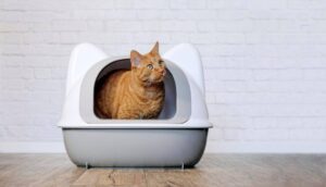 An orange tabby cat sits curiously inside a sleek, modern litter box against a white brick wall background.