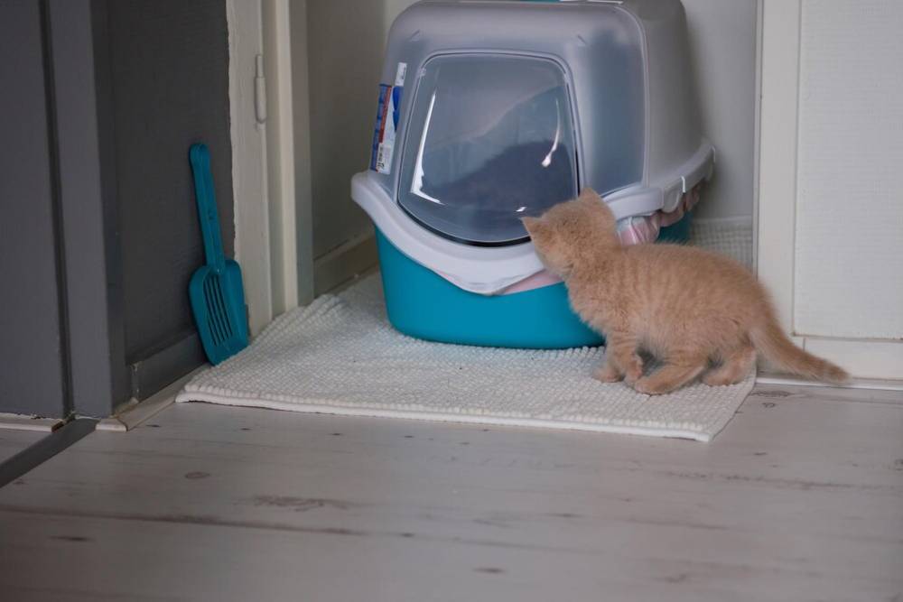 A curious kitten approaches a covered litter box on a white mat, beside a blue scooper, in a cozy indoor setting.