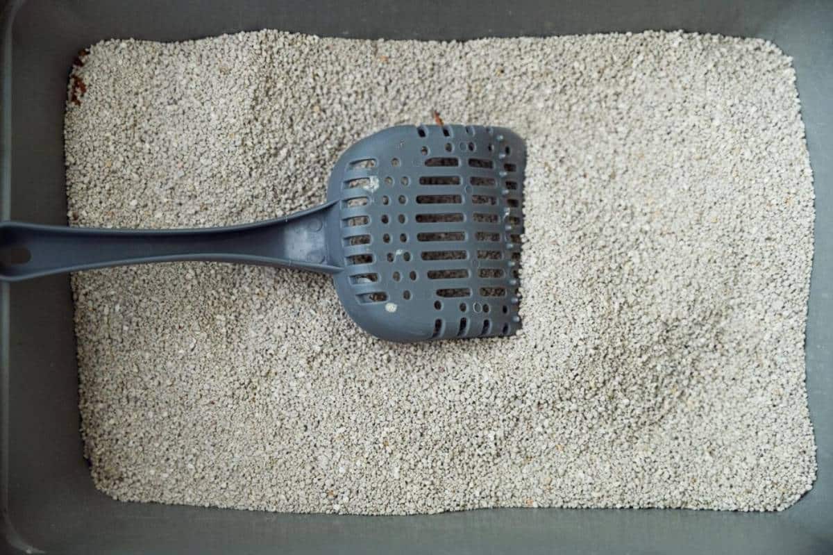 A gray litter box filled with fine cat litter, featuring a plastic scoop resting on the surface.