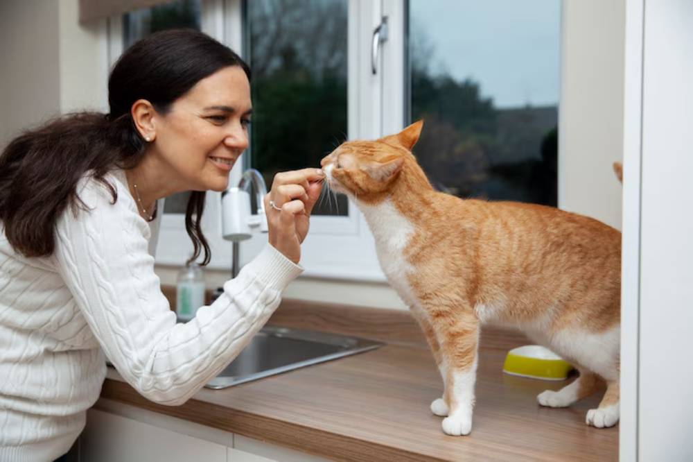 A person interacts playfully with an orange cat in a cozy kitchen, offering a treat near a sink and window.